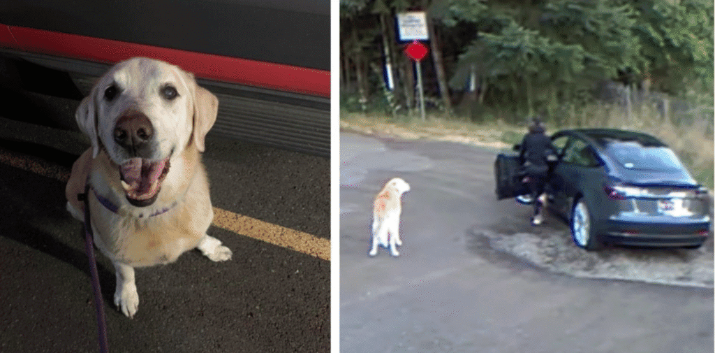 Old Dog Abandoned after 13 Years as Owner Drives Off in Tesla