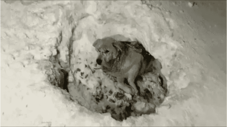 Shot and Left to Die – The Miracle of Mishka the Dog