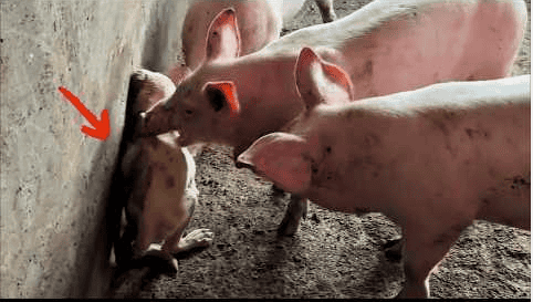 Punished for Stealing Food by Being Thrown in a Pig Pen