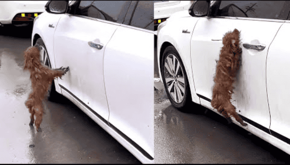 Every Time Dog Sees A White Car He Looks For His Owner